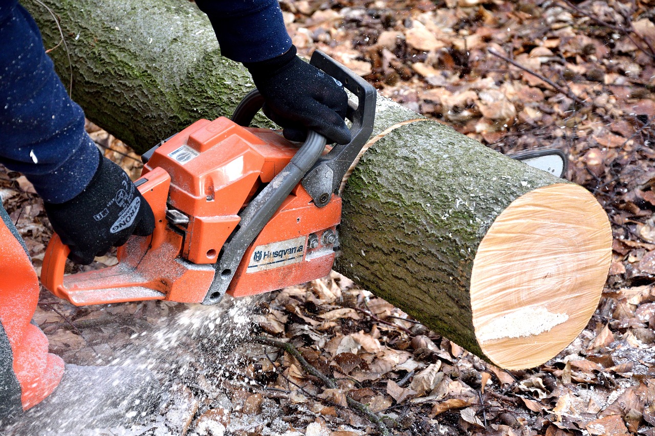cutting wood, lumberjack, chainsaw-2146507.jpg